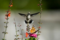 Hummingbirds and Butterflies enjoy many of the same flowers.